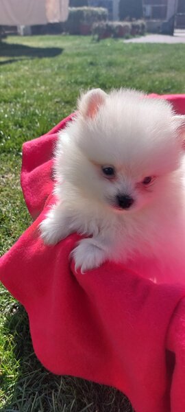 Mascul Pomeranian spitz