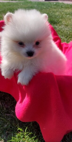 Mascul Pomeranian spitz