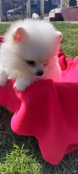 Mascul Pomeranian spitz