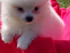 Mascul Pomeranian spitz