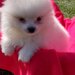 Mascul Pomeranian spitz