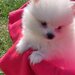 Mascul Pomeranian spitz