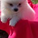 Mascul Pomeranian spitz