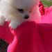 Mascul Pomeranian spitz